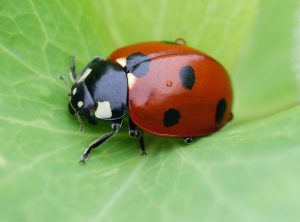 ladybug